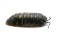 Armadillidium granulatum Spain